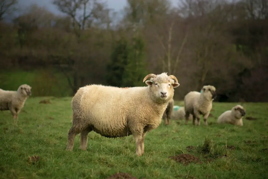 Dorset Sheep Breed Information, History & Facts