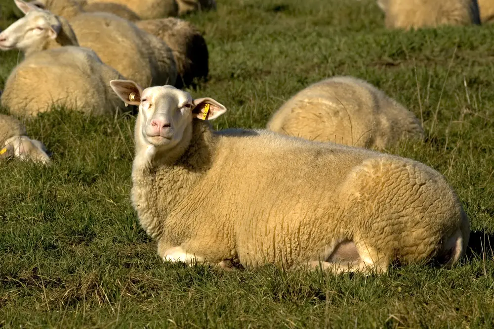East Friesian Sheep Featured Image