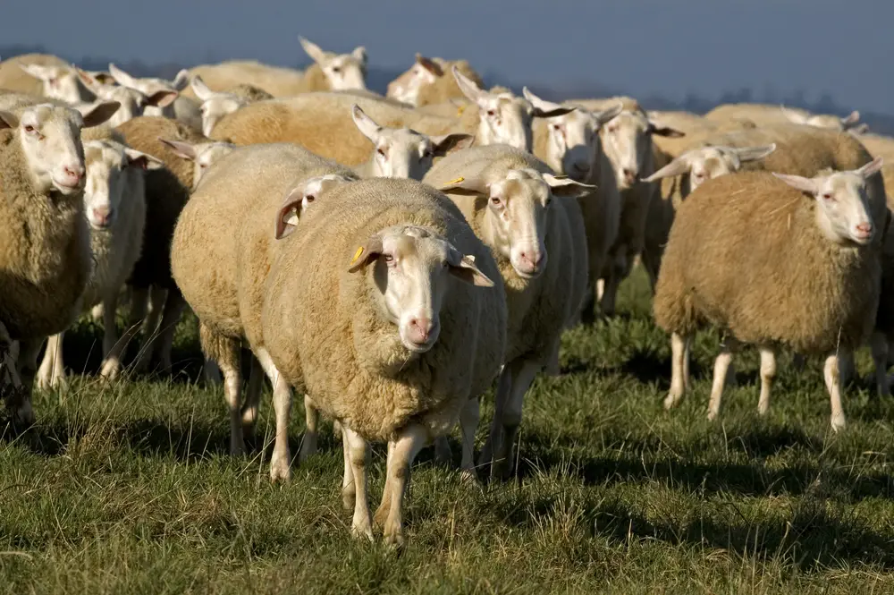 A herd of east friesian sheep