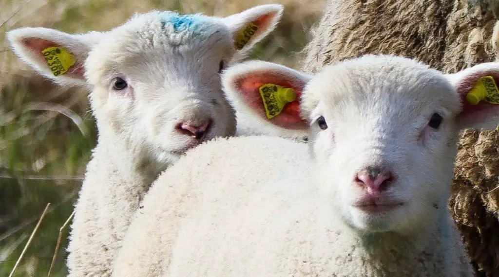 Two young Finnsheep lambs with tags