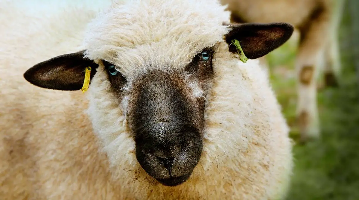 Close-up of a Hampshire sheep with a black face and white wool