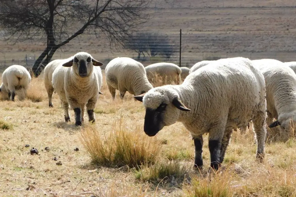 Flock of Hampshire sheep standing in a field