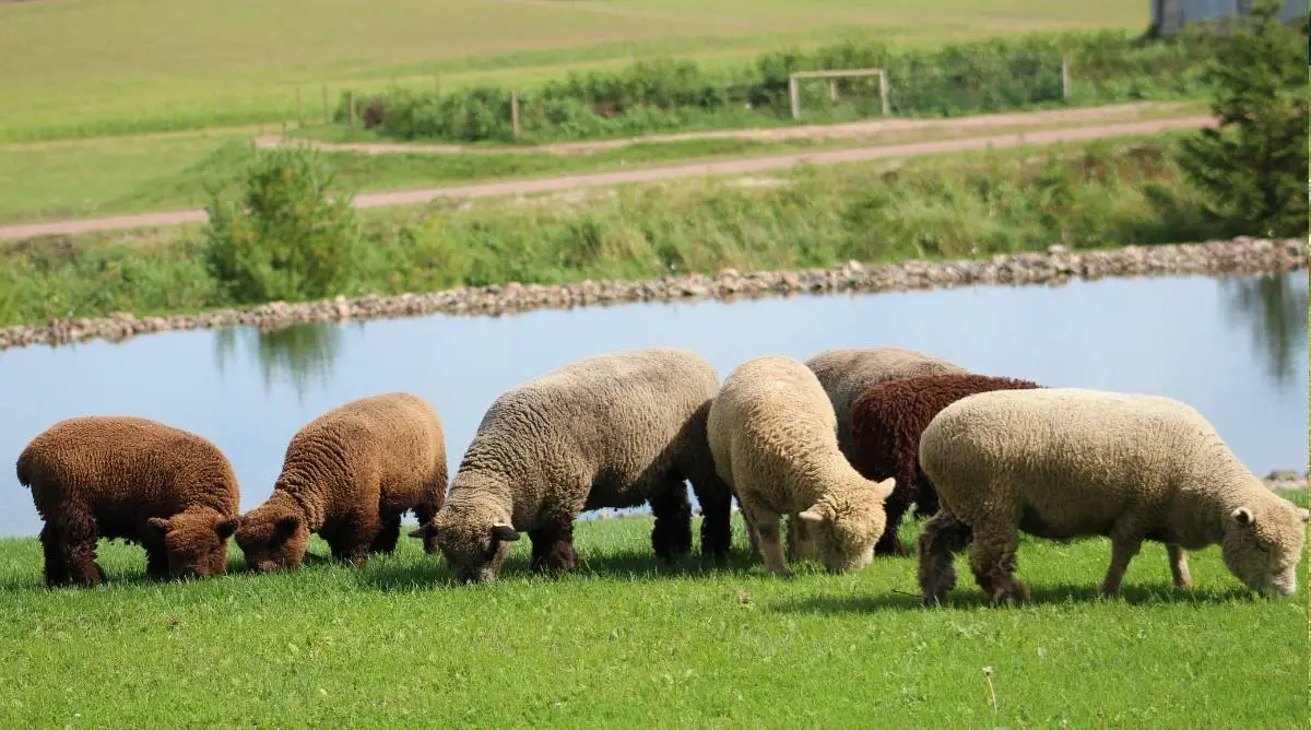 A flock of Babydoll southdown sheep grazing in a field