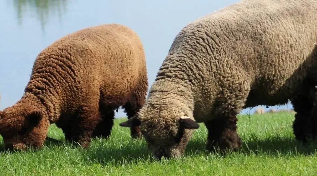 Two Babydoll Southdown sheep grazing in front of a river