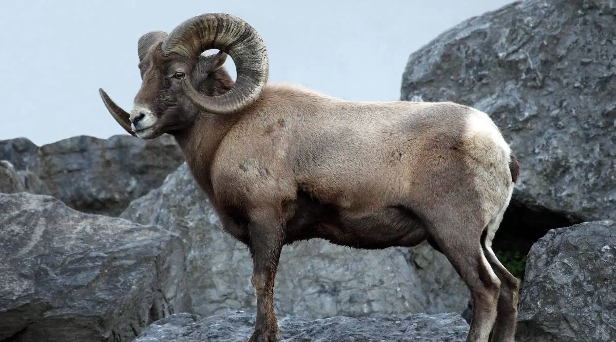 Bighorn sheep in the wild standing on rocks