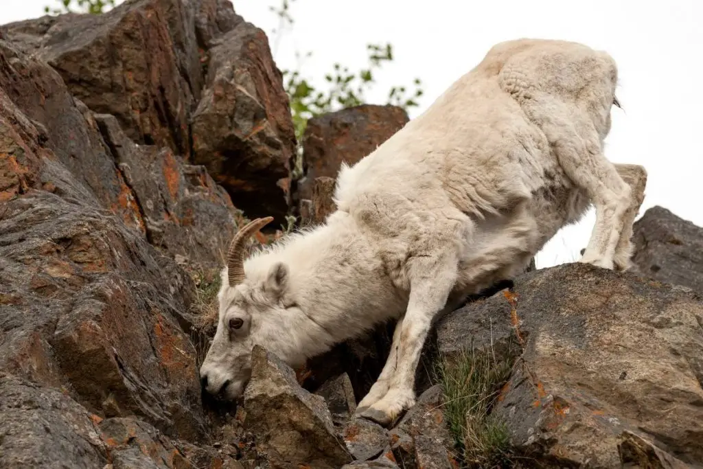Dall sheep in the wild eating grass in the crevices of boulders