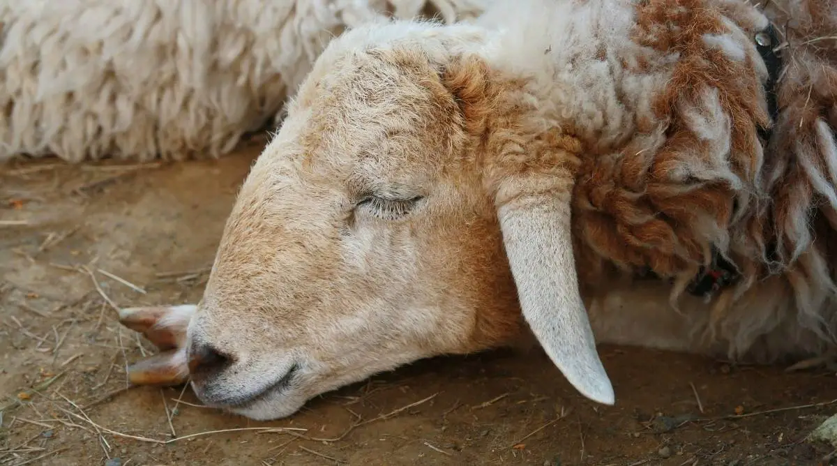 A sheep sleeping with its head on the ground and eyes closed