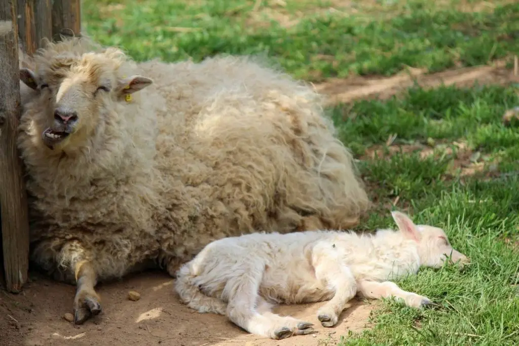 A sleeping lamb next to an adult sheep