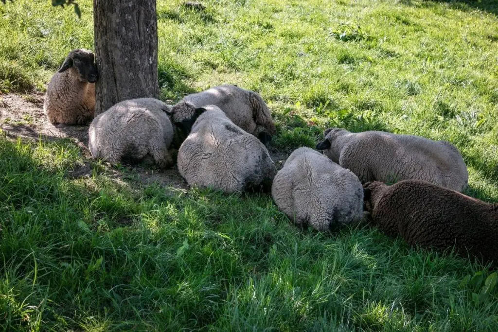 A flock of sheep sleeping in the shade of a tree