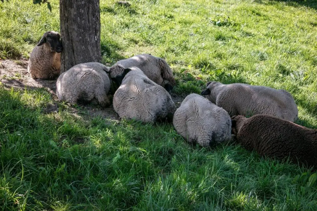 How Do Sheep Sleep? All Questions Answered SheepCaretaker