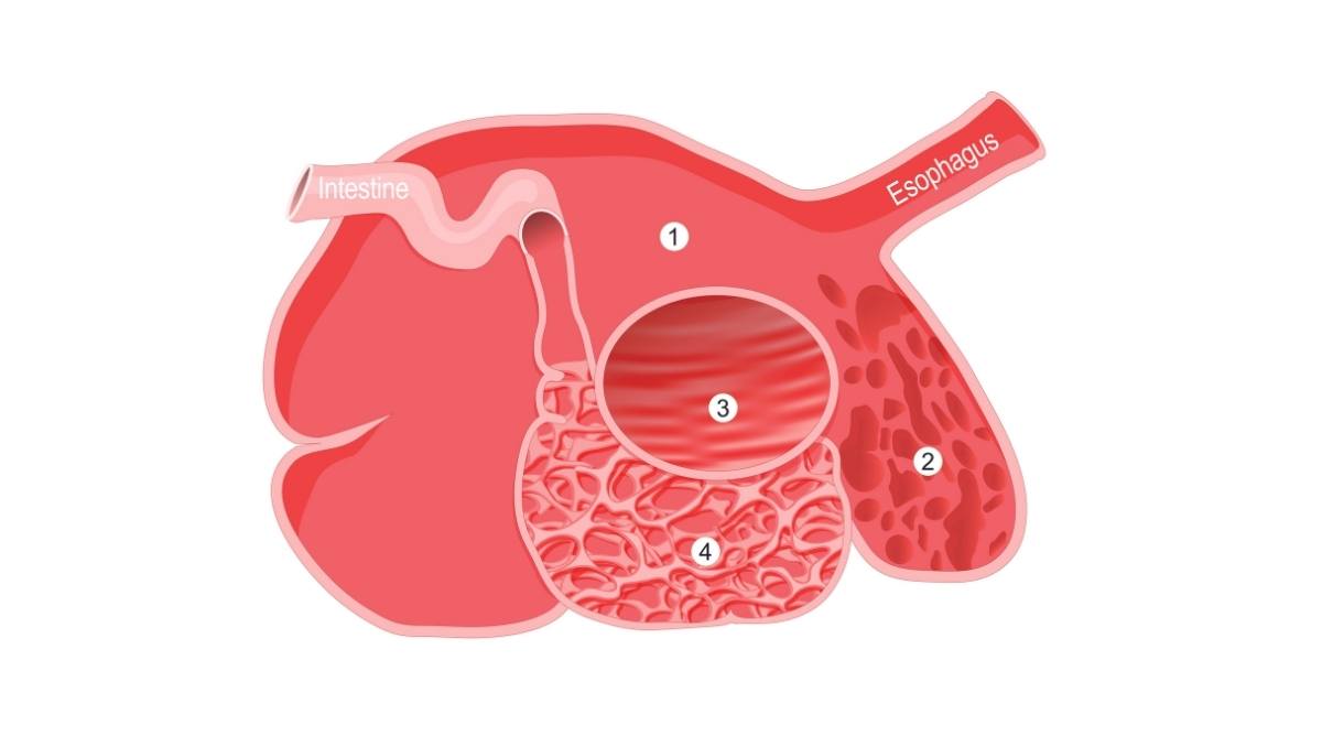 Diagram of a sheep's stomach