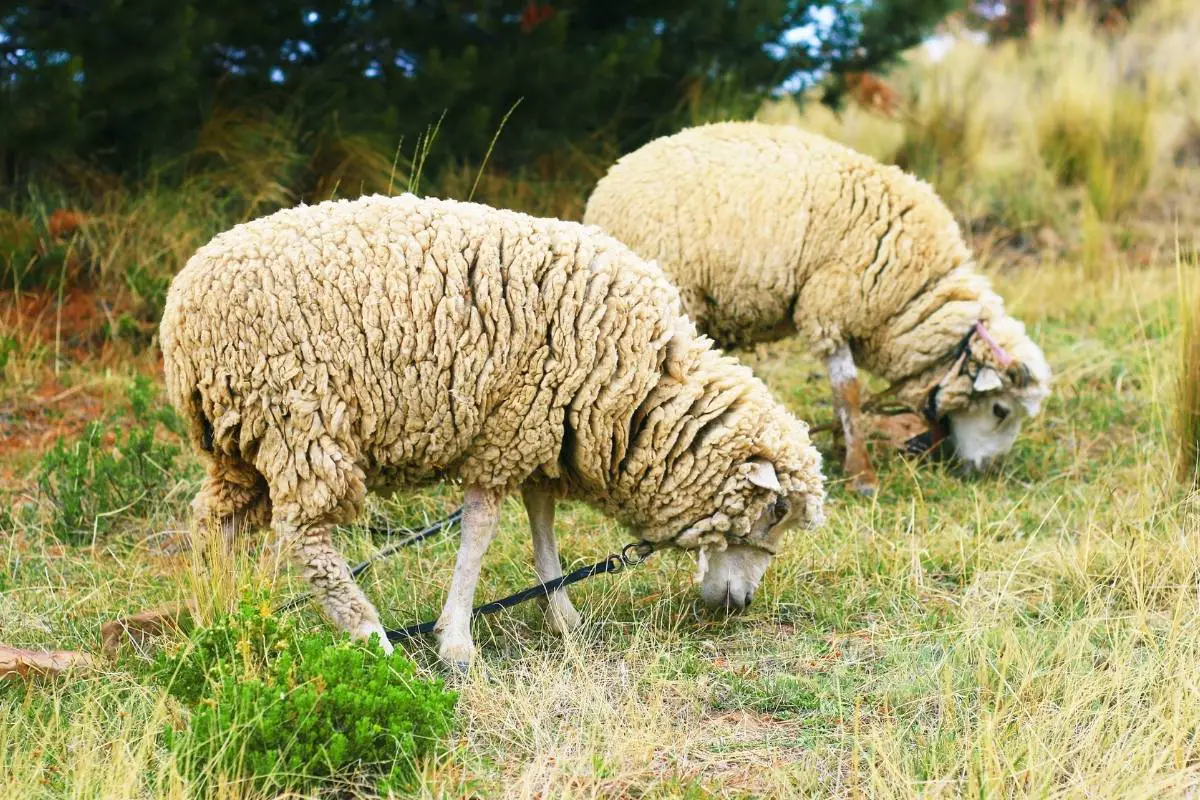 How Many Stomachs Does A Sheep Have