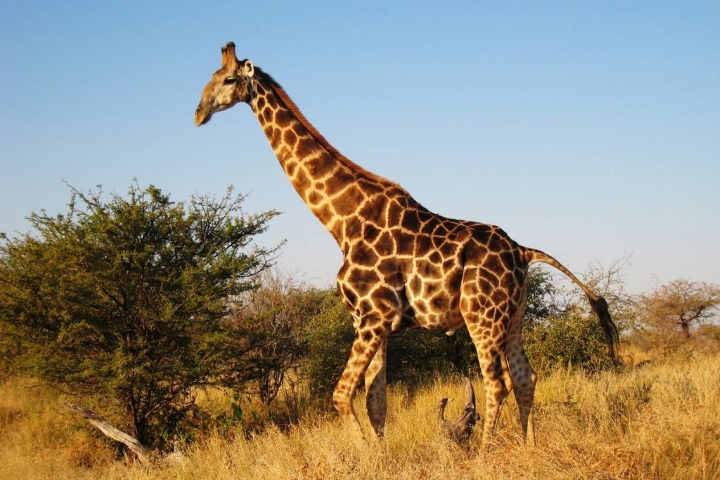 A giraffe walking in the savannah