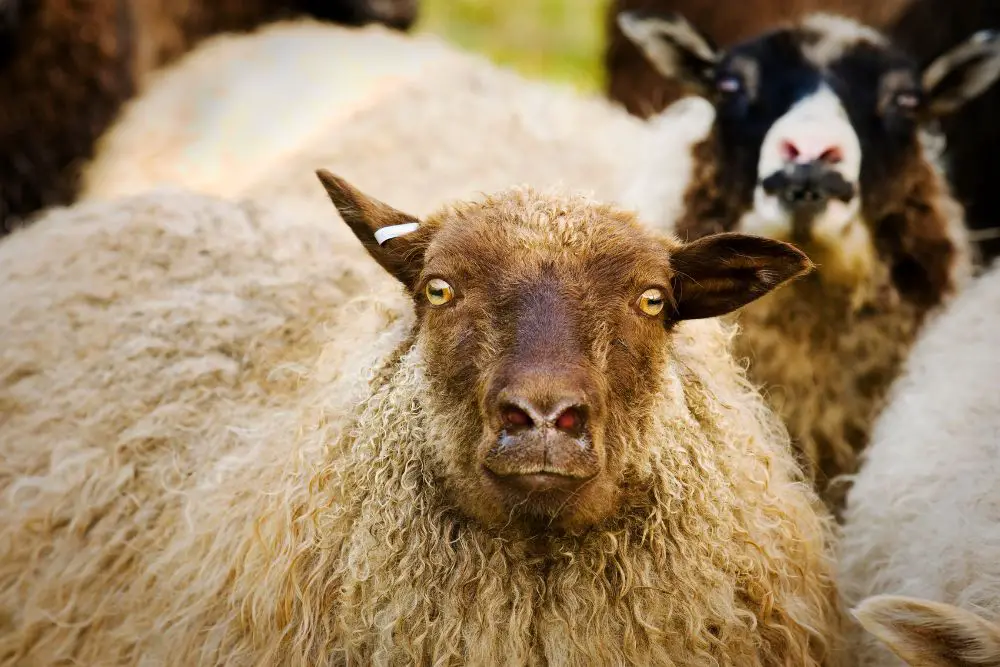 Icelandic Sheep Featured Image