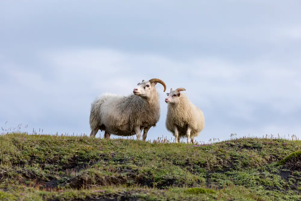 2 Icelandic sheep on a hill