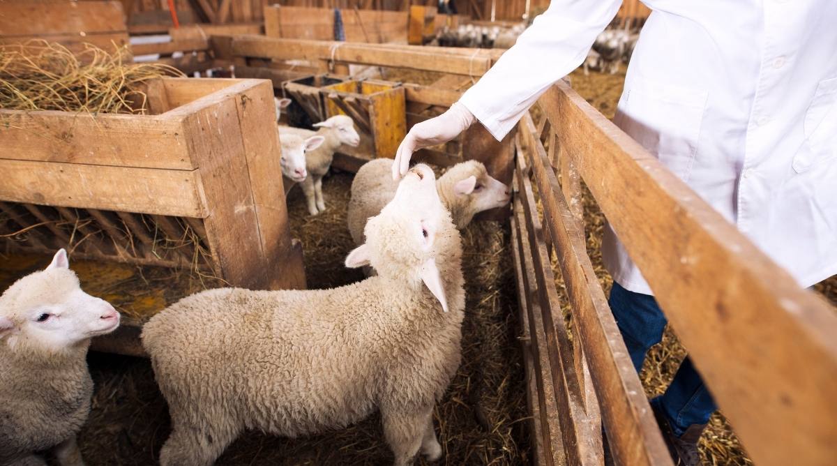 Sheep veterinarian applying ivermectin sheep drench