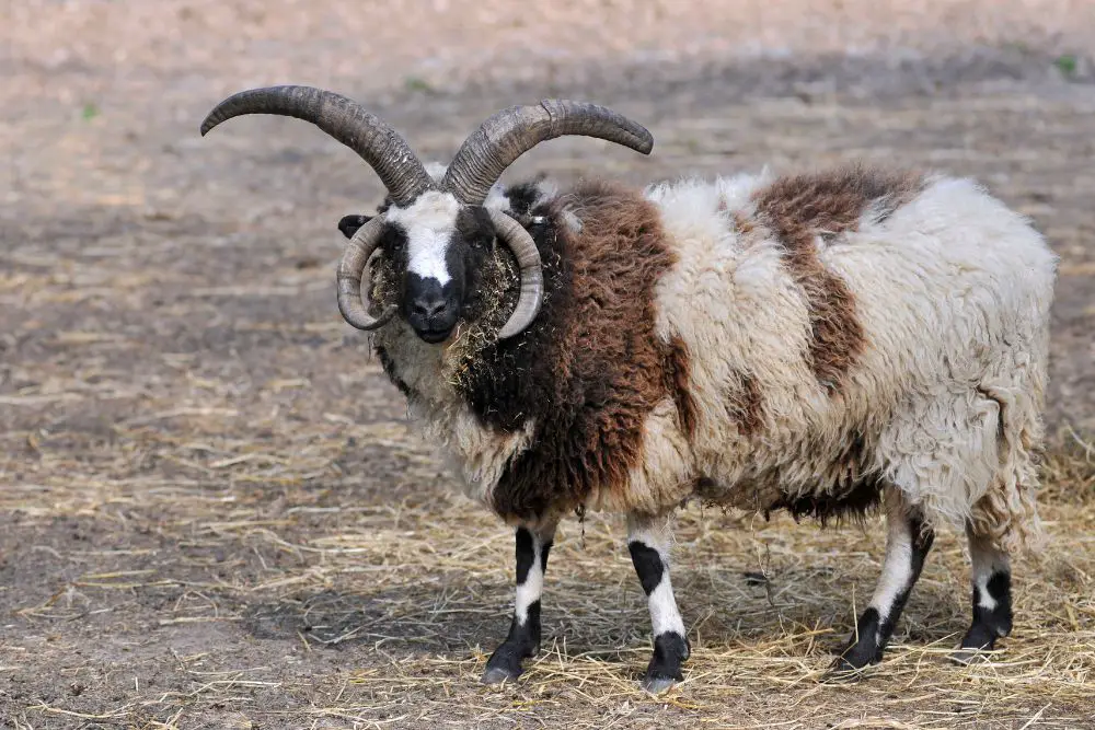 jacob sheep on field
