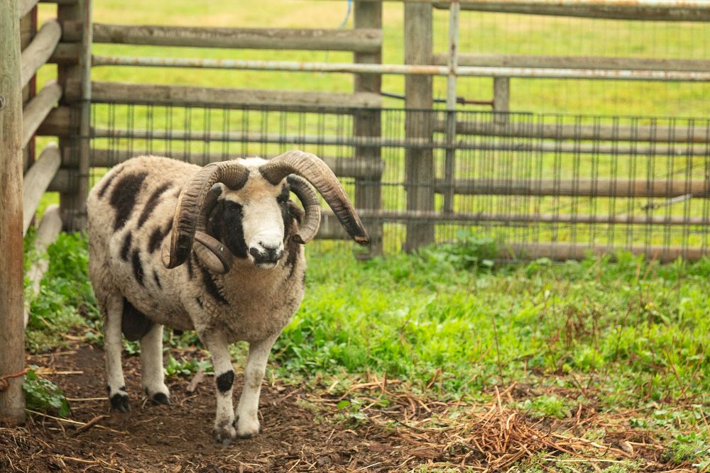 jacob sheep in paddock