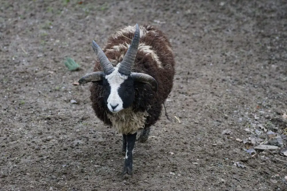 Jacob Sheep New Featured Image