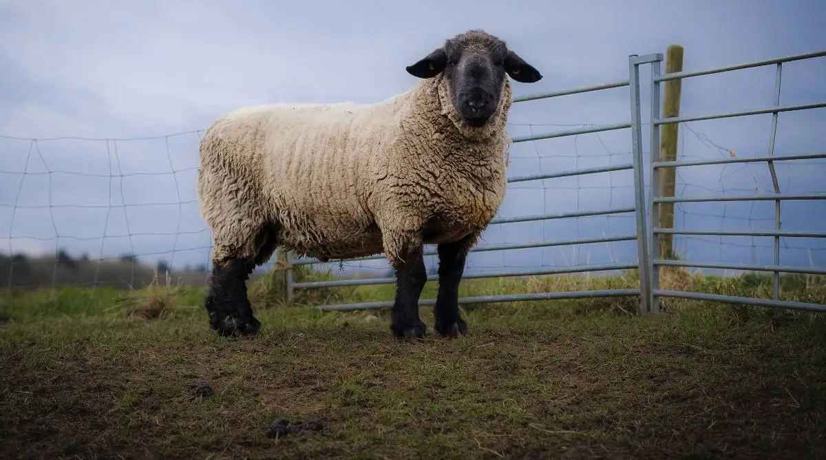 Large Suffolk sheep standing in a pen