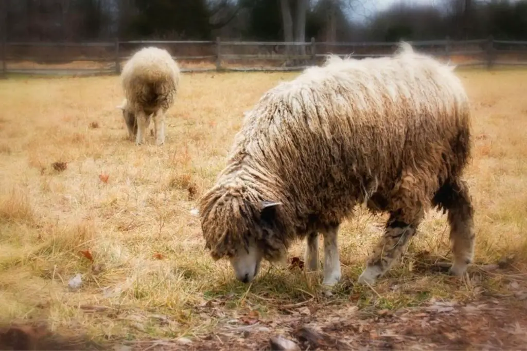 Large Lincoln sheep grazing in a pasture