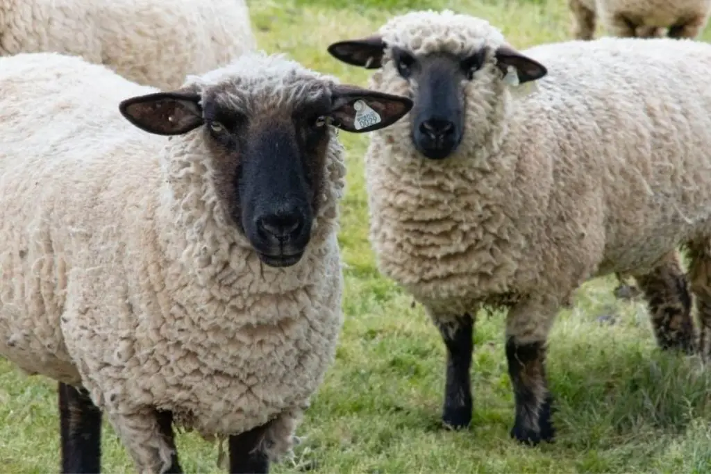Two large Suffolk sheep standing in a pasture