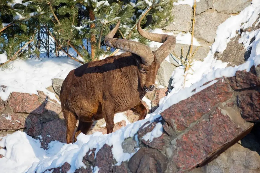 Large argali sheep in snowy mountains