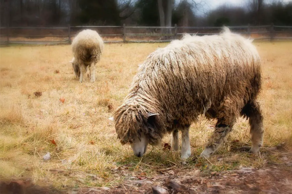 Lincoln Longwool Sheep Image 1