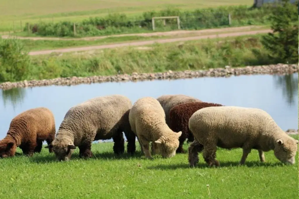 Mini sheep grazing by a river