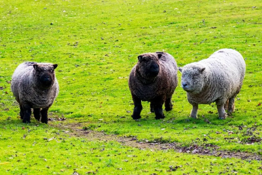 Three mini sheep in a field - Babydoll Southdown