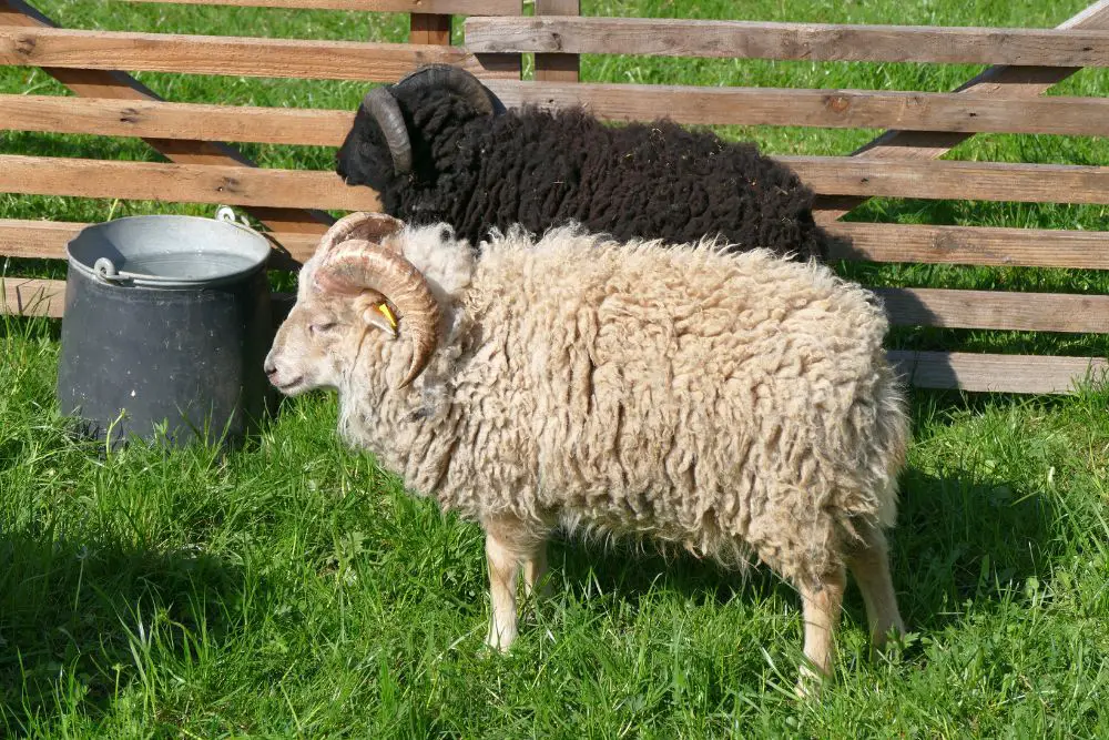 Ouessant Sheep Image 1