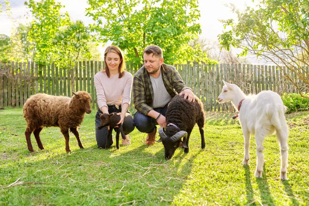 humans with Ouessant sheep