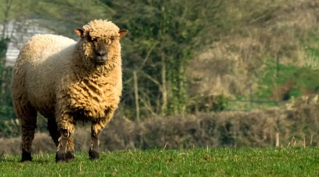An Oxford sheep with thick wool standing in a grassy pasture