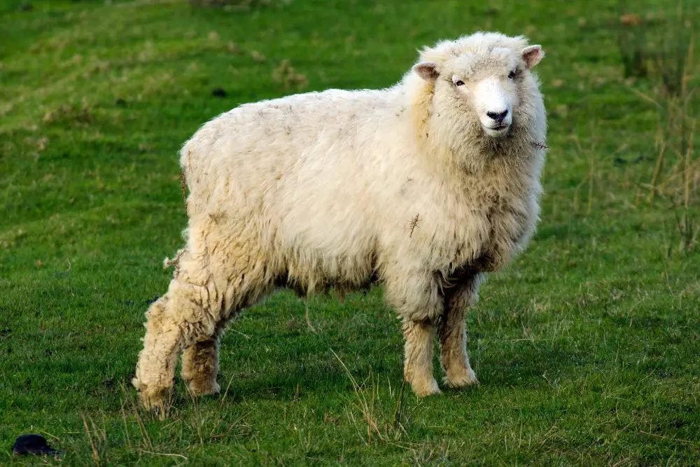 Perendale Sheep Featured Image