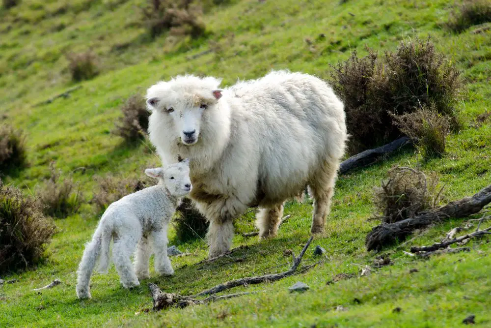 two perendale sheep