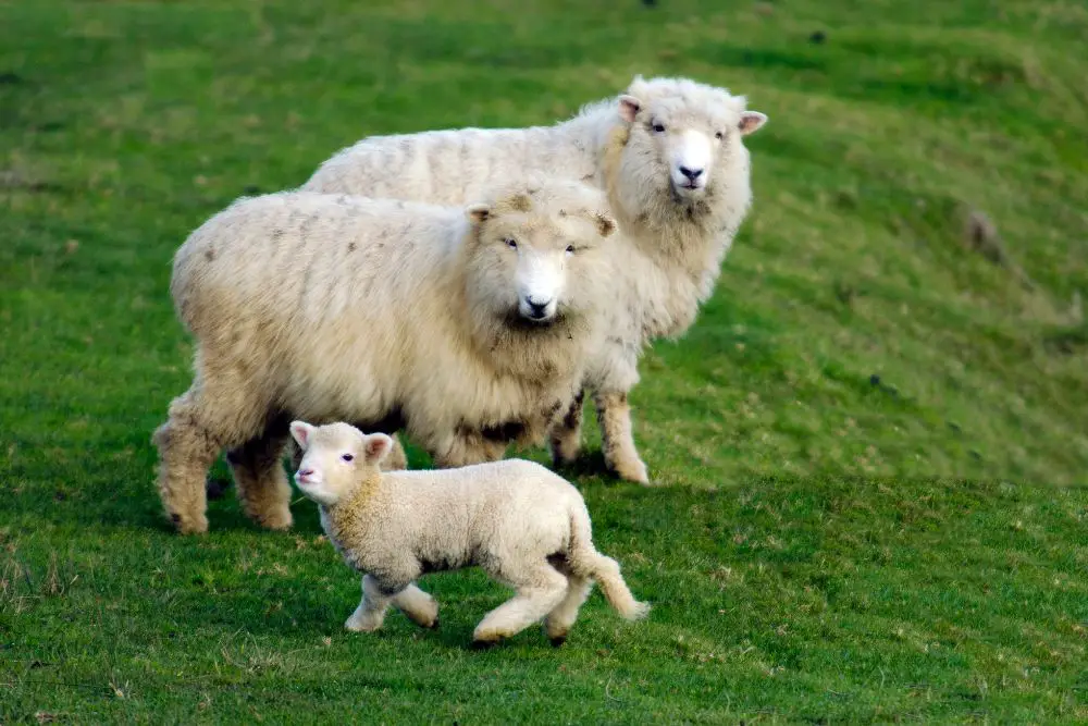 three perendale sheep