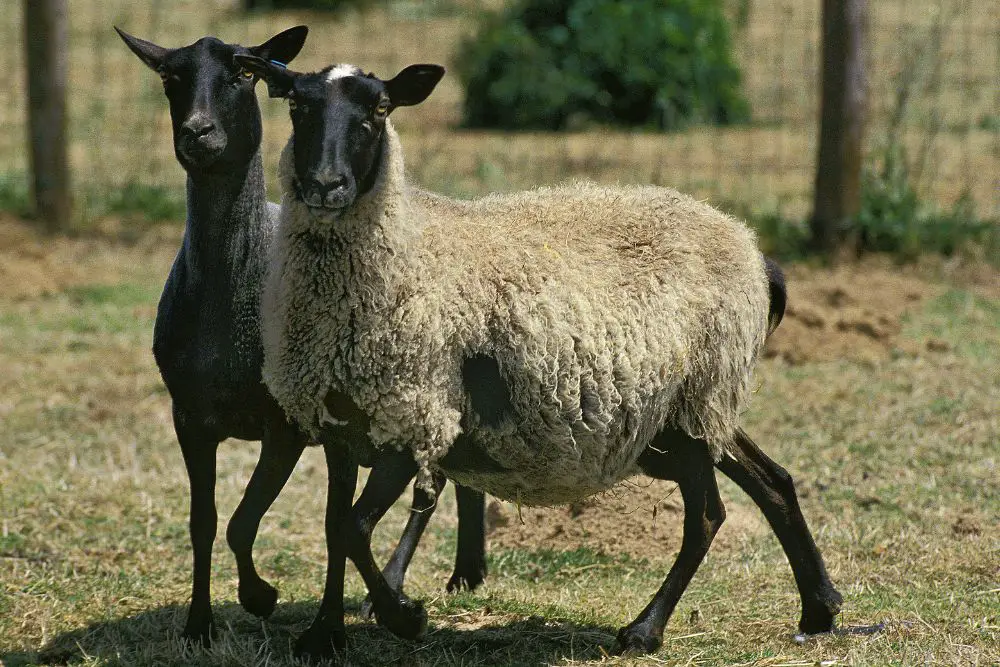 two Romanov Sheep