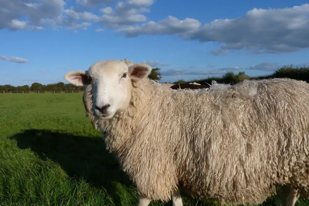 Romney Sheep Featured Image