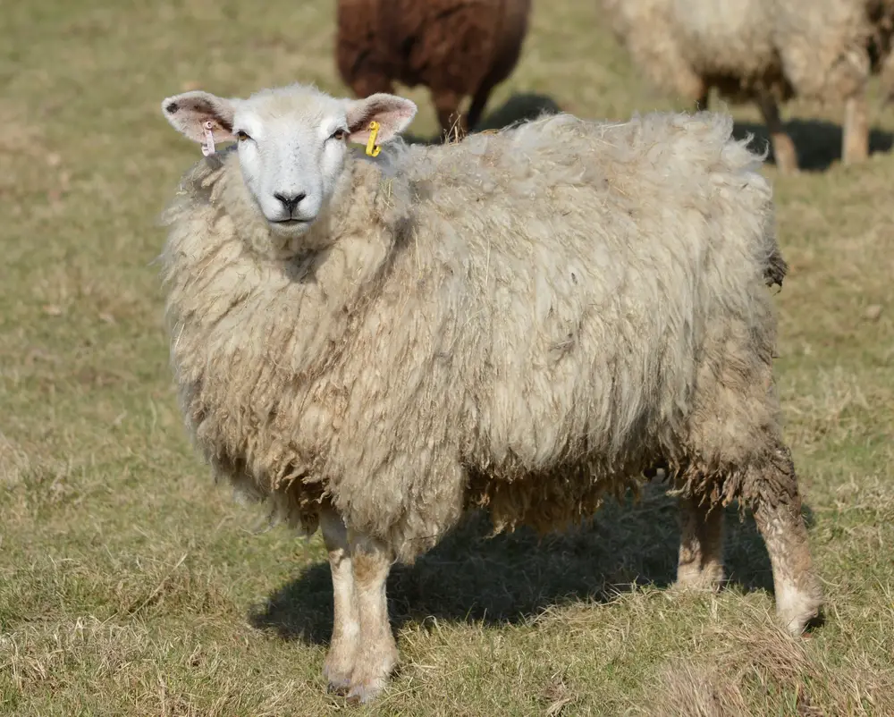 a fullly grown romney ewe