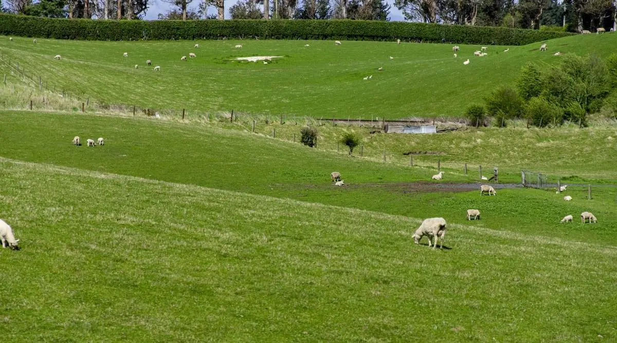 Royal White Sheep grazing in a field