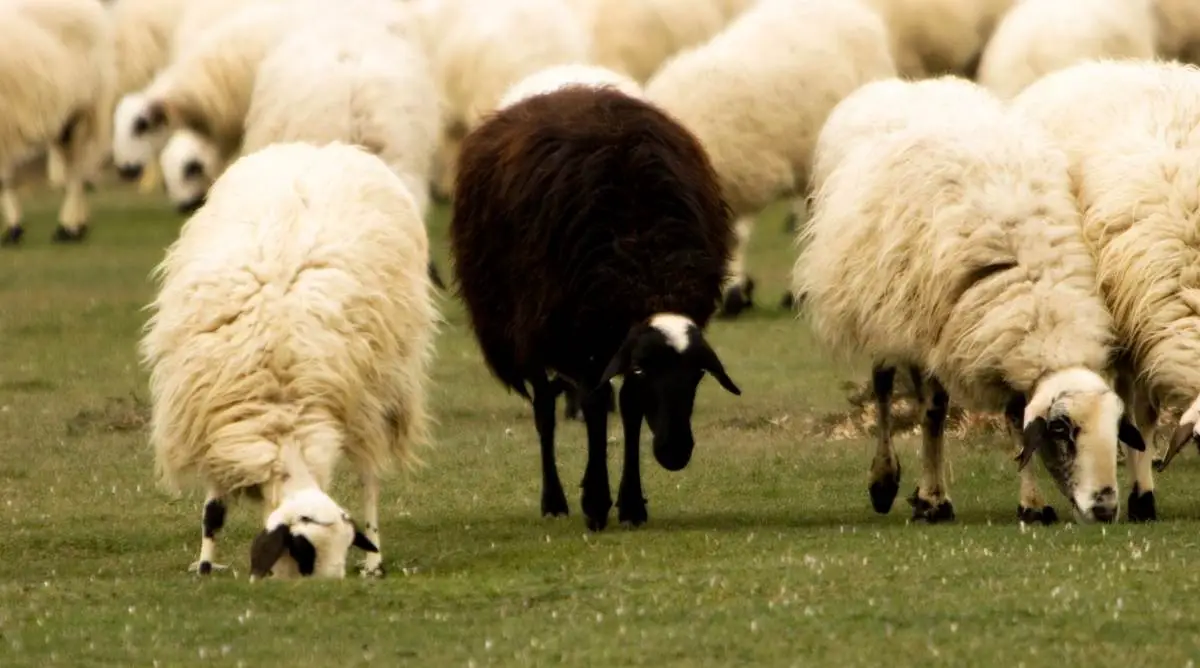 A black sheep standing in the middle of a flock of white sheep