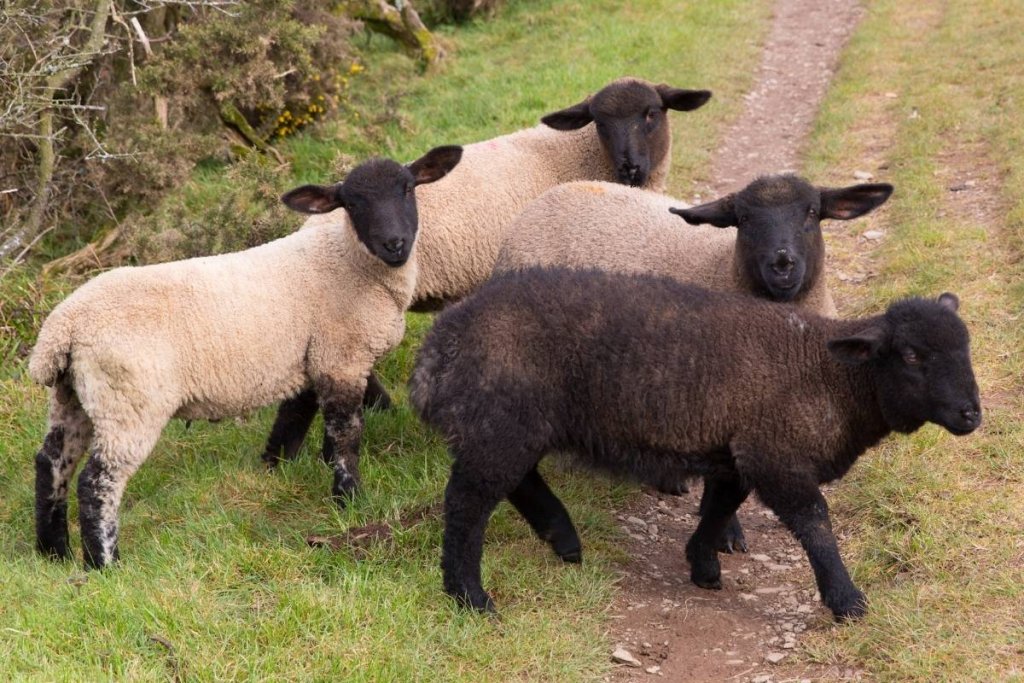 Four sheep crossing the road with black and white colors