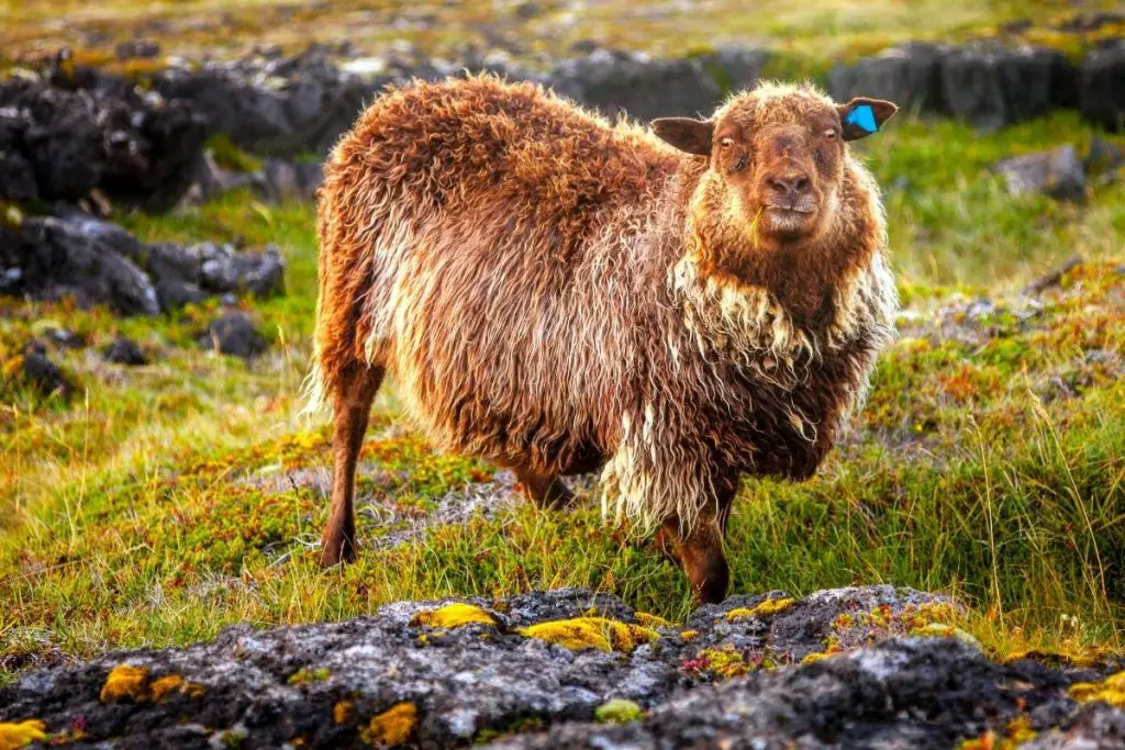A brown sheep standing on a rock