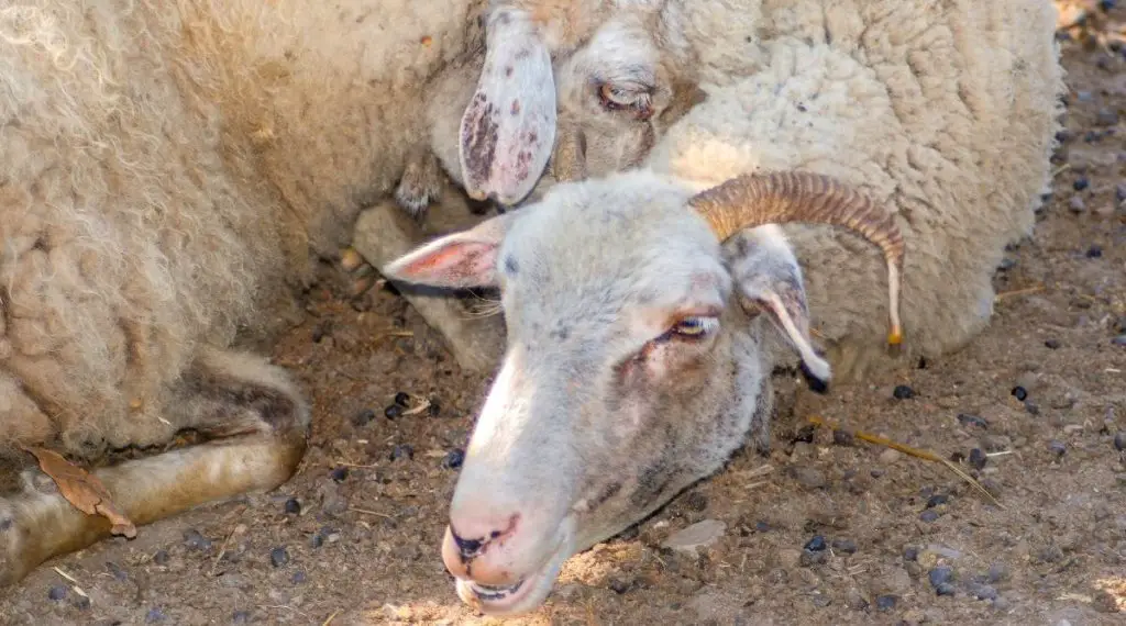 Sick sheep resting on the ground