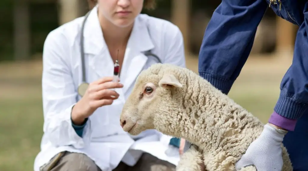 Sheep Diseases What Are The Most Common Ones Sheepcaretaker