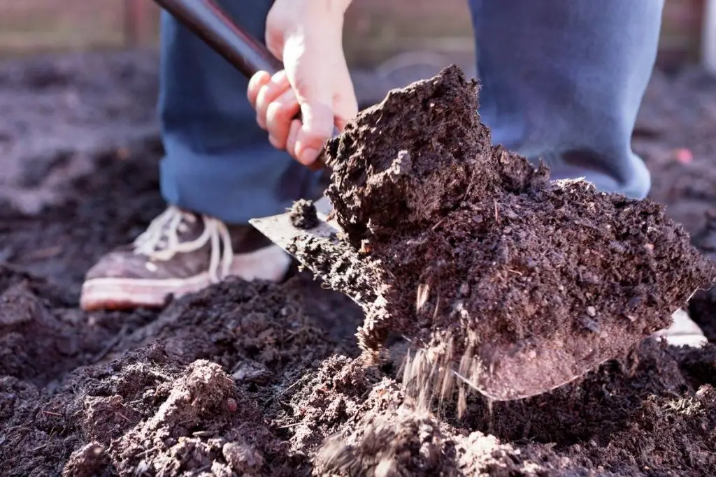 A man shoveling manure to spread it in a garden
