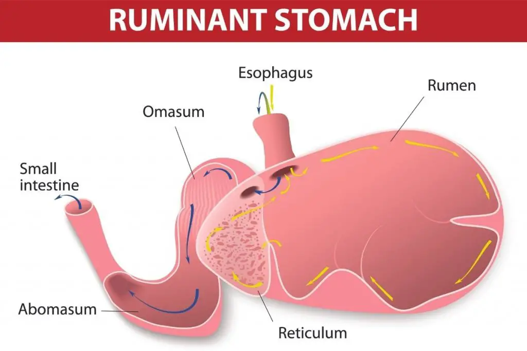 A diagram of a sheep stomach