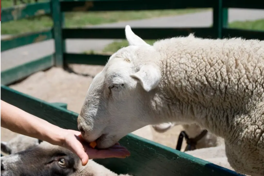 A sheep eating carrots