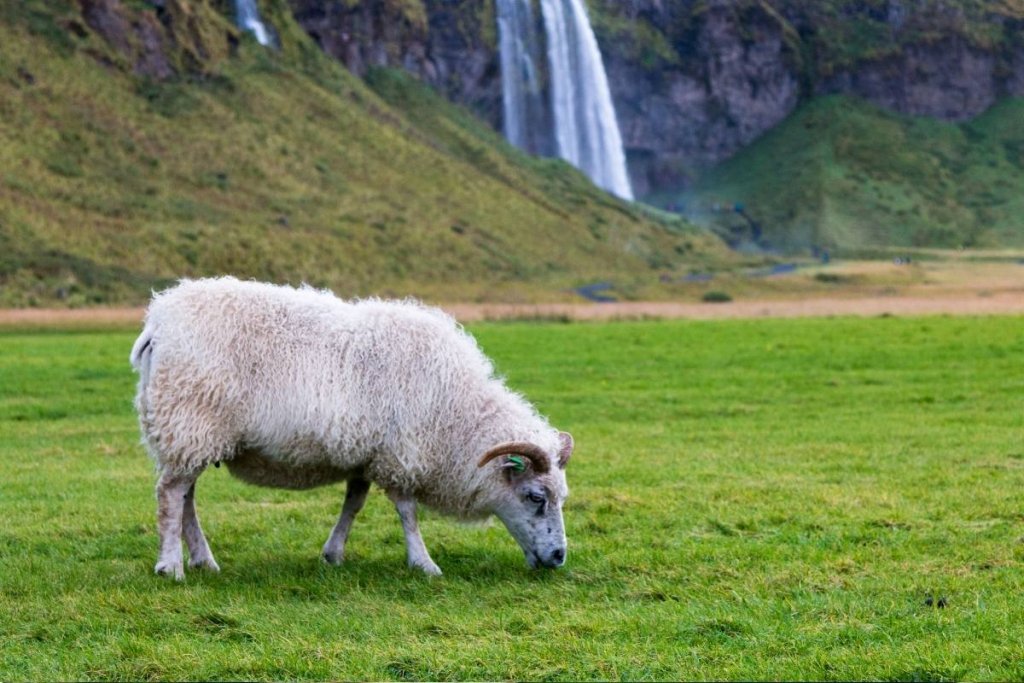 A sheep grazing in a field