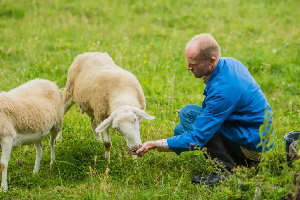 sheep-terminology-all-you-need-to-know